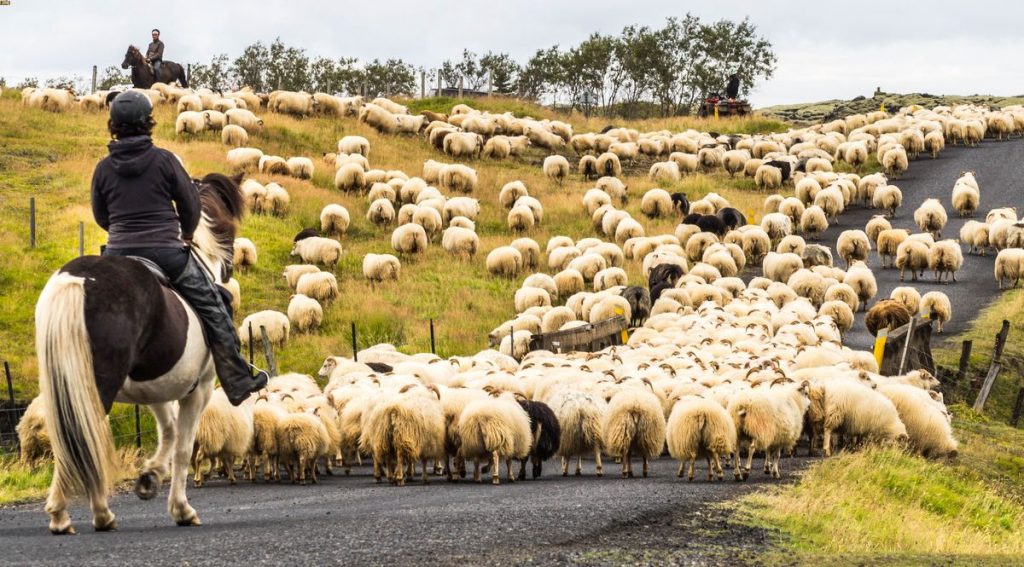 Iceland rettir sheep gathering