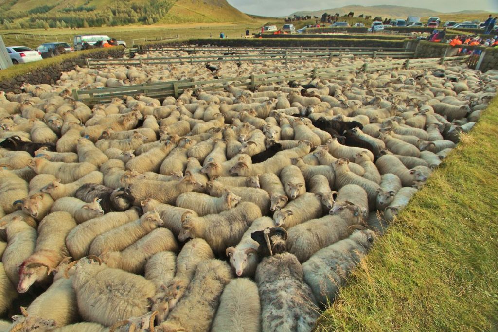 Sheep roundup Iceland